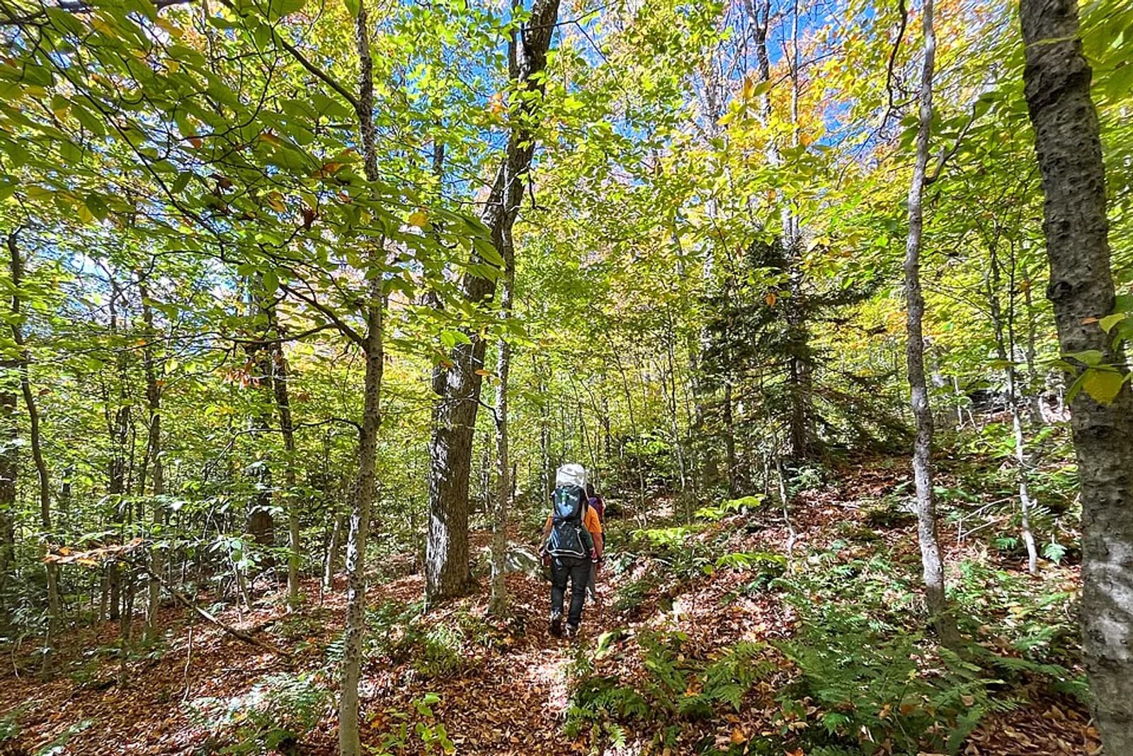 Hiker with a large backpack hiking uphill on a forested trail Appalachian National Scenic Trail at Willard Gap in Vermont Keywords: national trails system; trails; appalachian trail; hiker; vermont