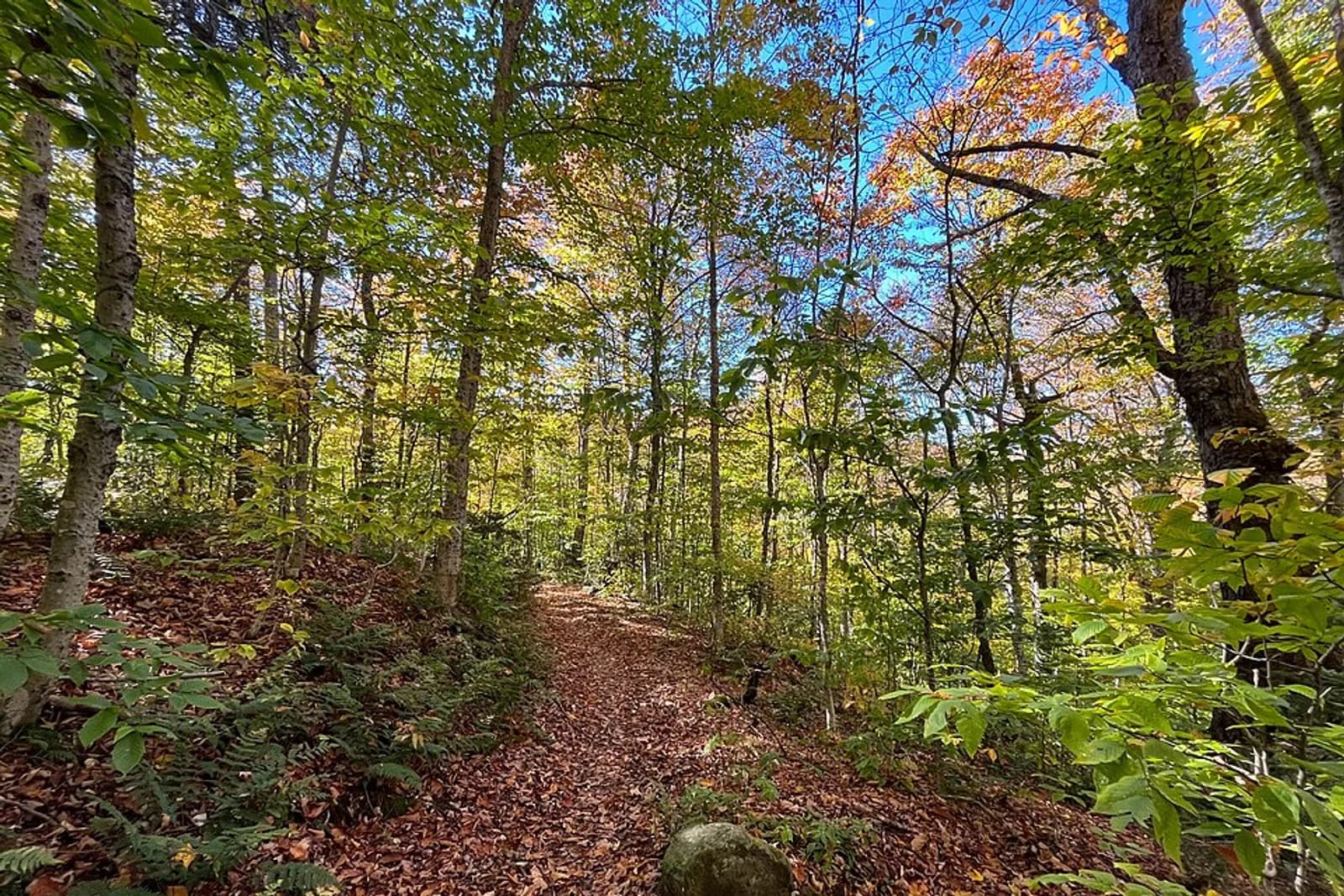 Trail through the woods displaying fall colors The Appalachian National Scenic Trail at Willard Gap in Gifford Woods State Park in Vermont Keywords: vermont; national trails system; trails; fall colors