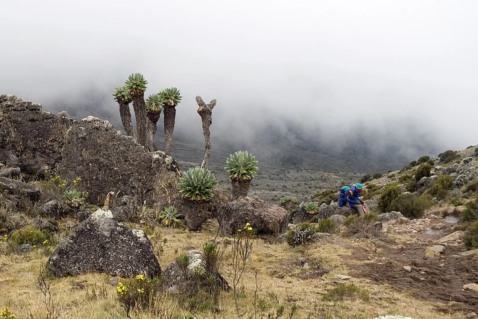 Giant Groundsels trekking Machame-Mweka Route TanzaniaKilimanjaro