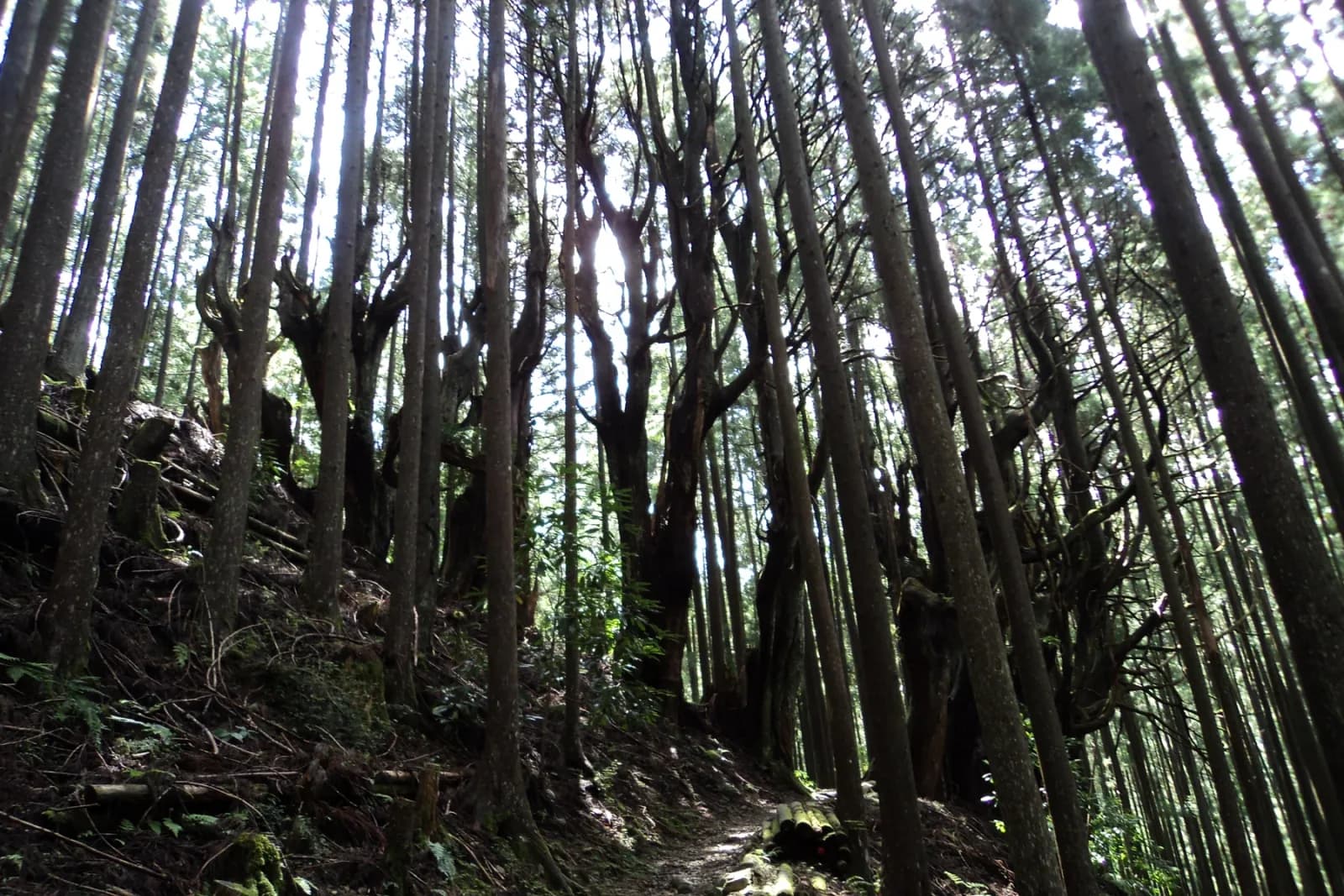 Kumano Kodo (Kohechi) forest