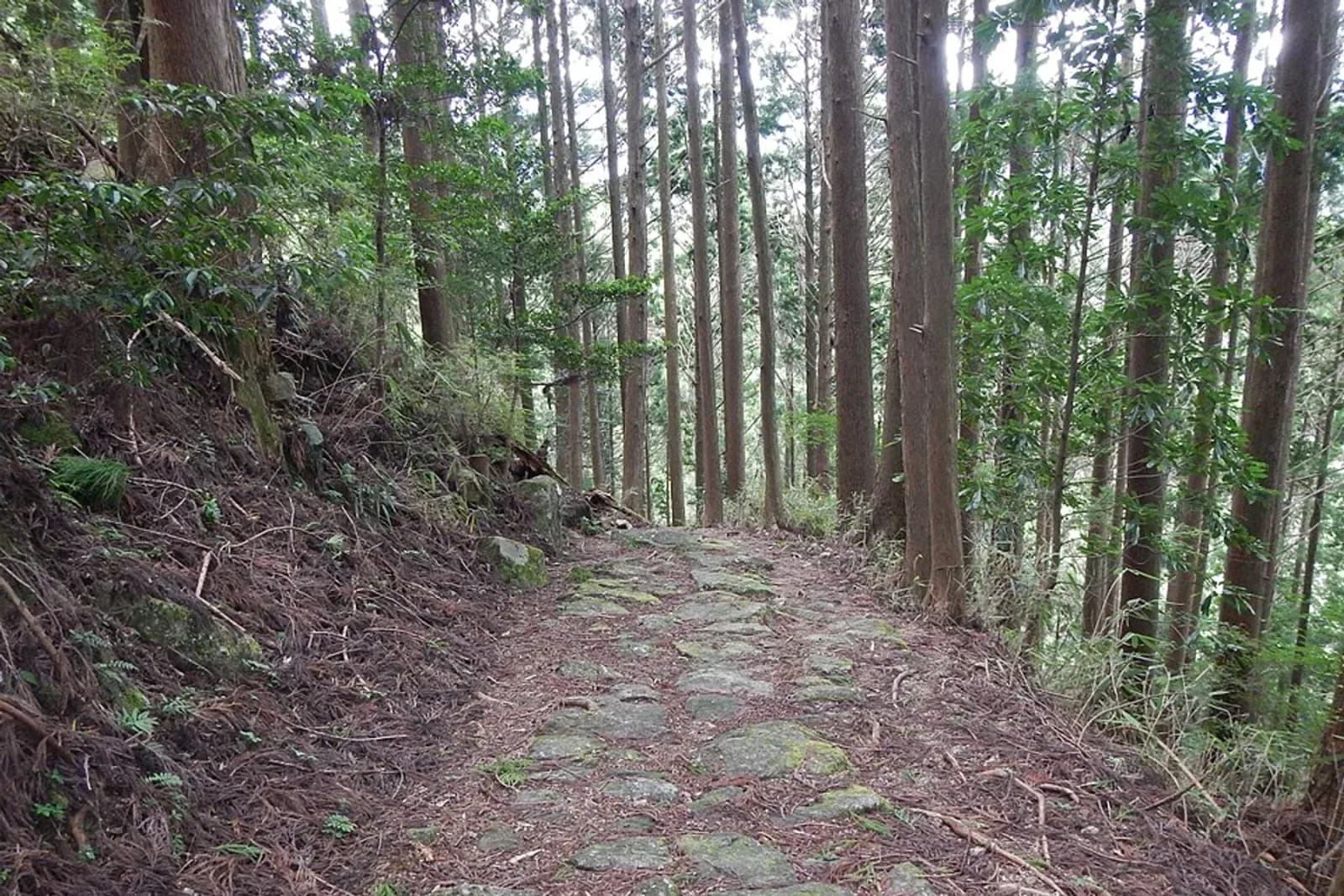 Kumano Kodo World heritage Ohgumotorigoe 熊野古道 大雲取越