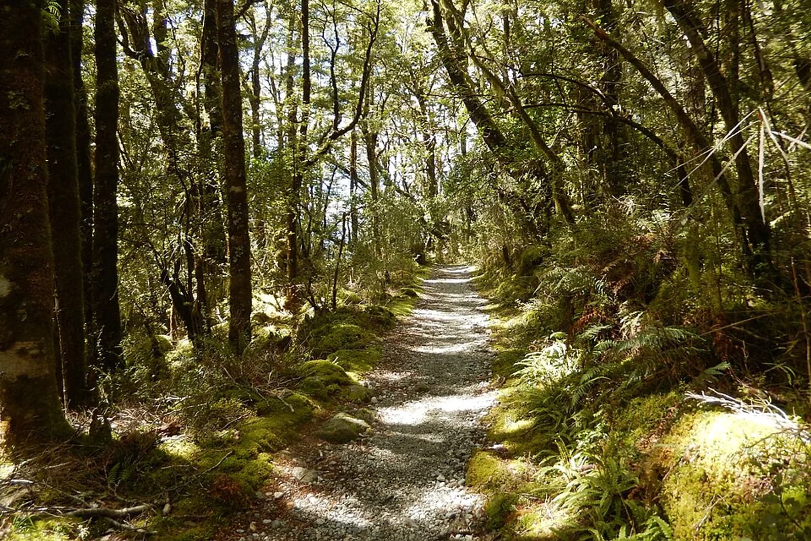 Milford Track passing through forest, taken near Hidden Lake.