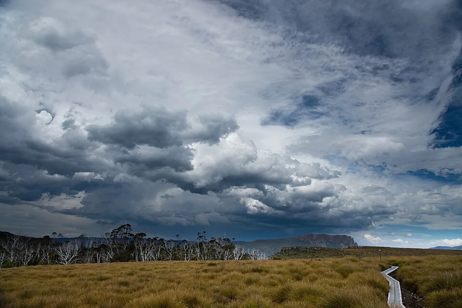Button grass plains on The Overland Track, Tasmania